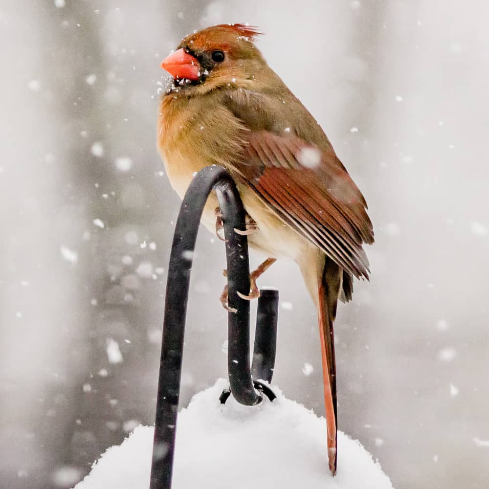 Birdwatch Delivery hardware