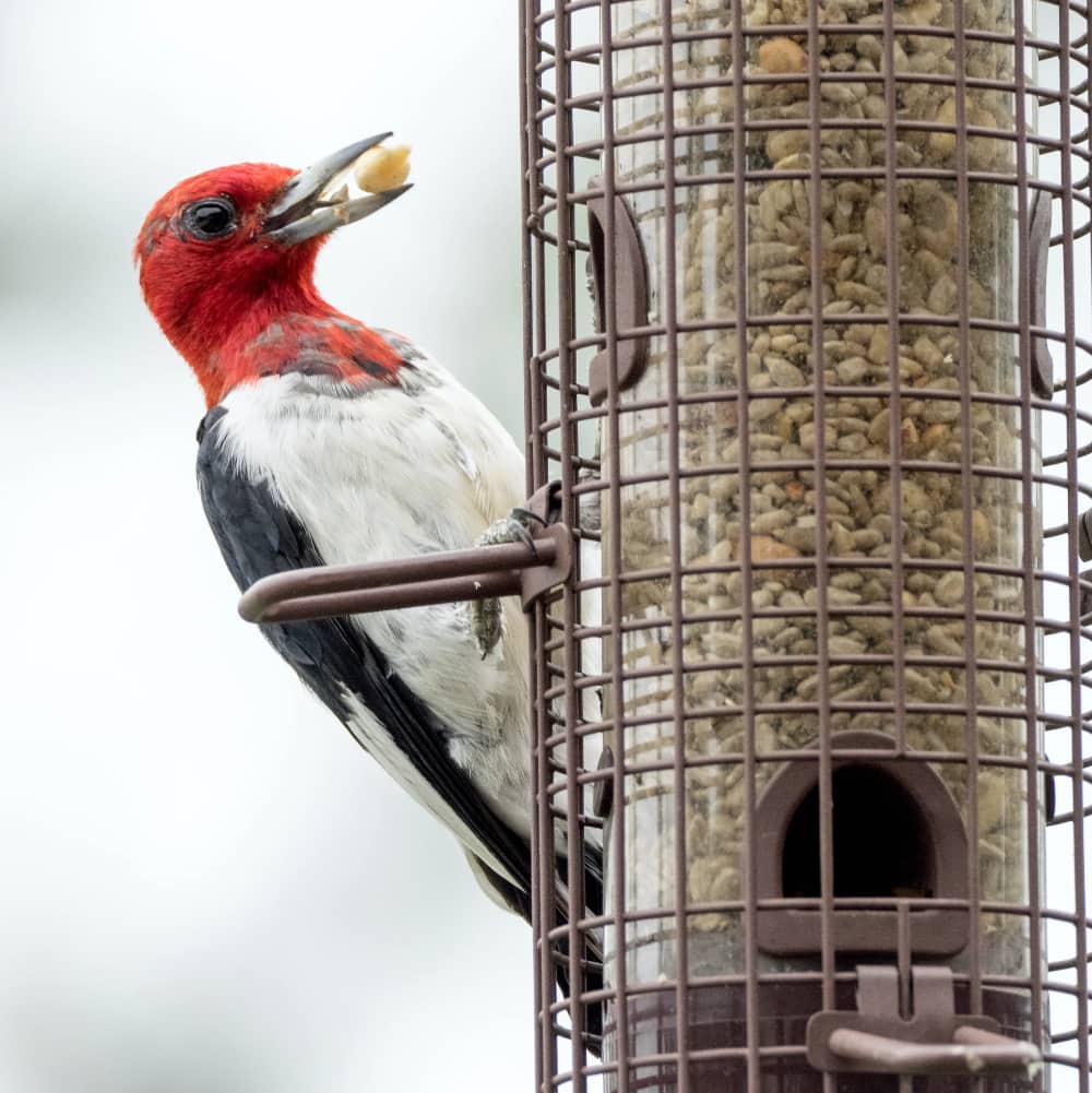 Birdwatch Delivery seed